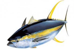 Tuna fish from Iran